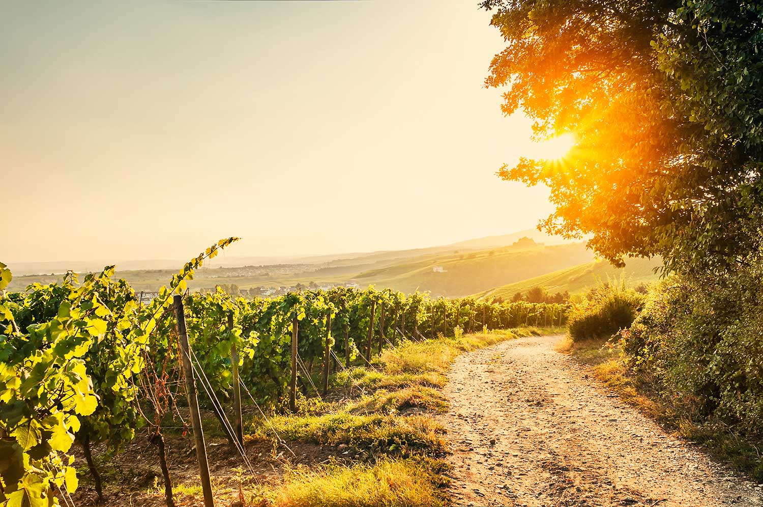 Ein Foto der Weinberge bei Sonnenuntergang