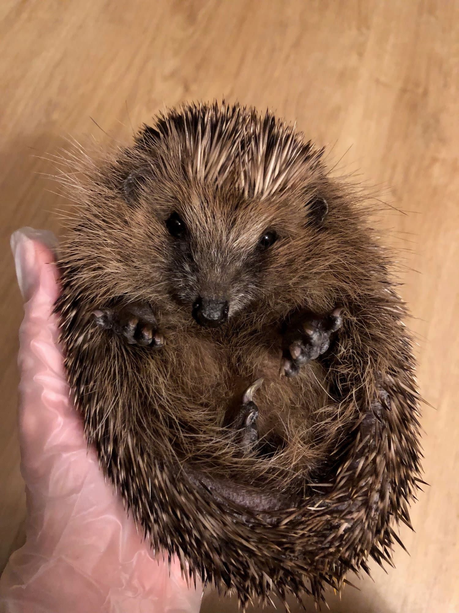 Igel rollt sich zusammen