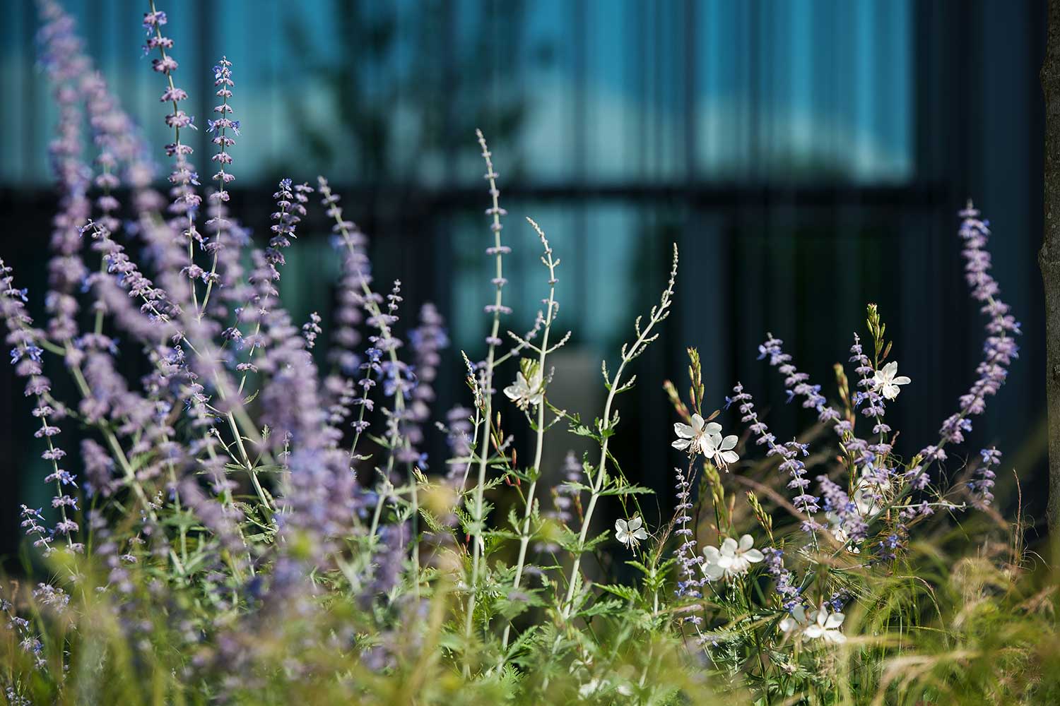 Blumen vorm EWR Gebäude