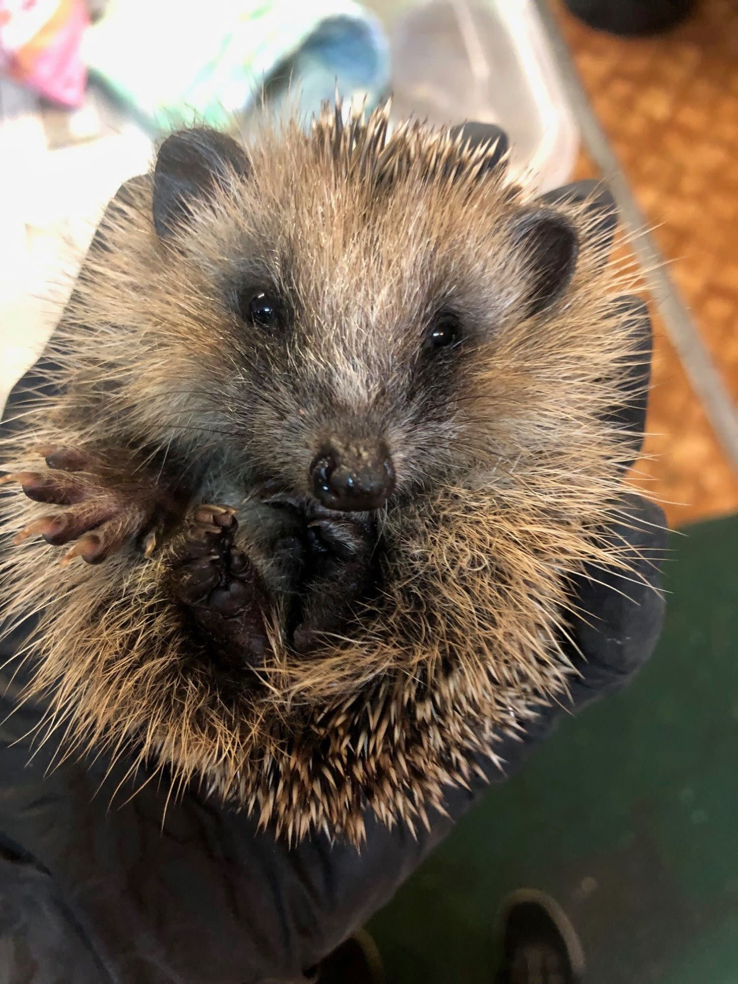 Igel rollt sich zusammen