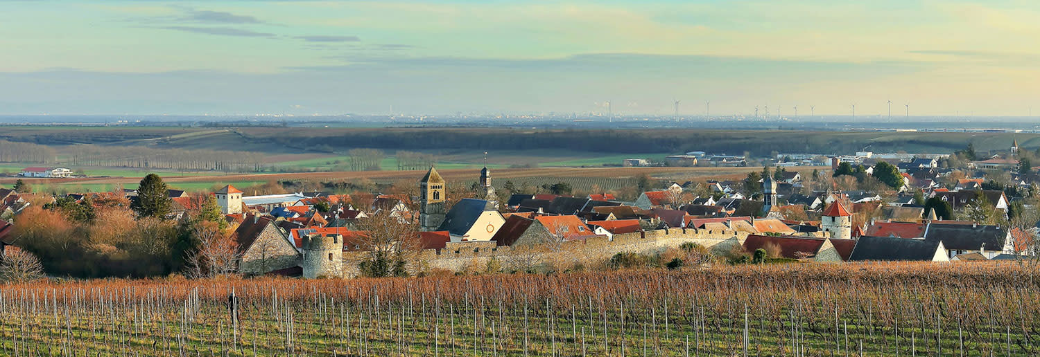 Aufnahme von Flörsheim-Dalsheim, Weinberge im Vordergrund