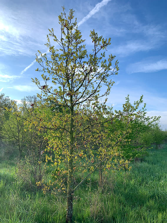 Baum aus dem Aufforstungsprojekt Ober-Olmer Wald vor blauem Himmel