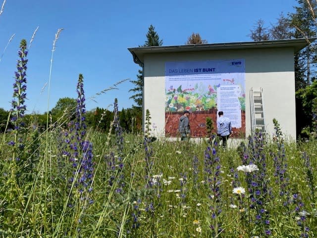 Blumenwiese im Naturschutzgebiet
