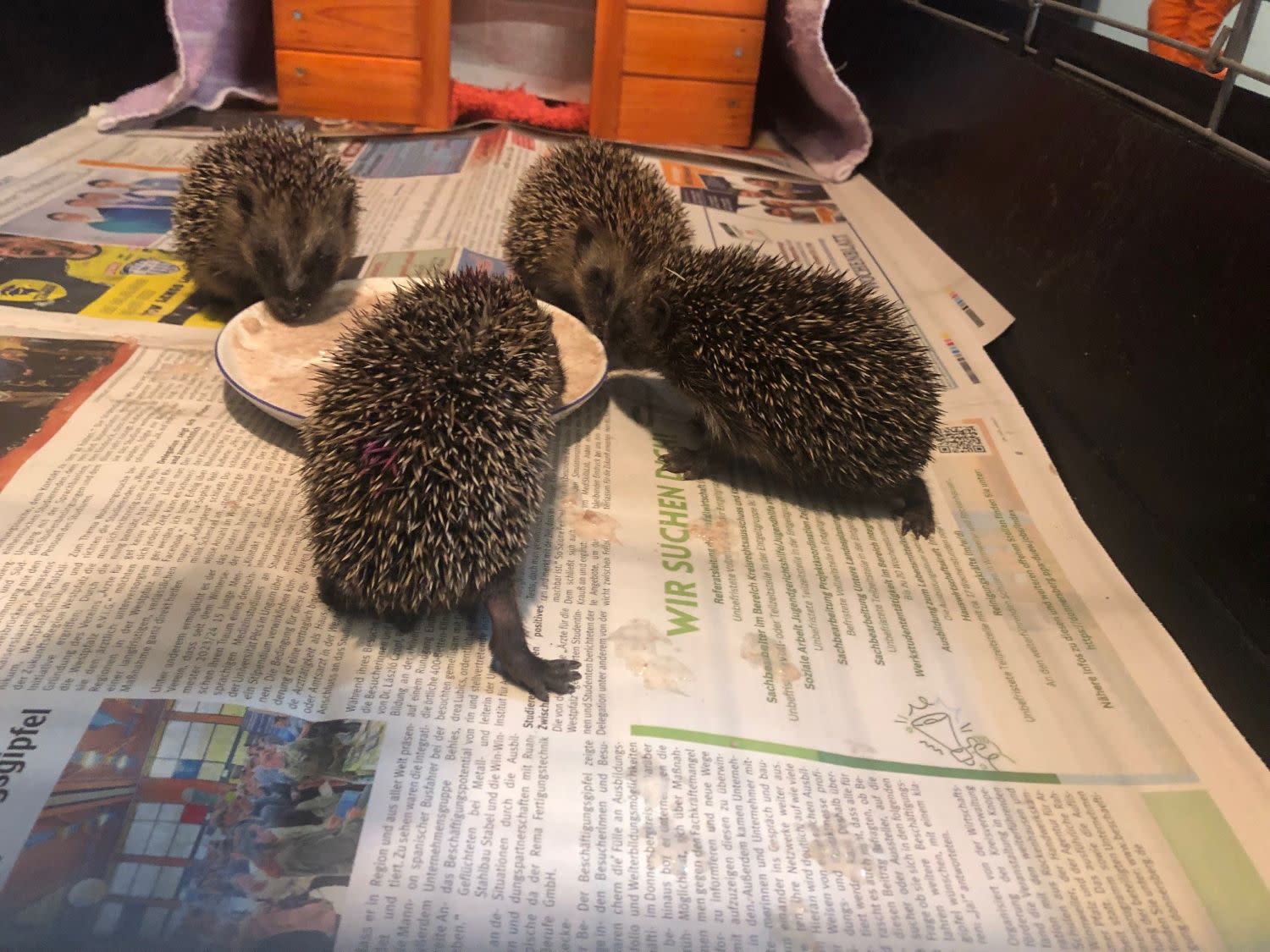 Vier junge Igel, die bei den Igelfreunden Rhein-Pfalz aufgepäppelt werden