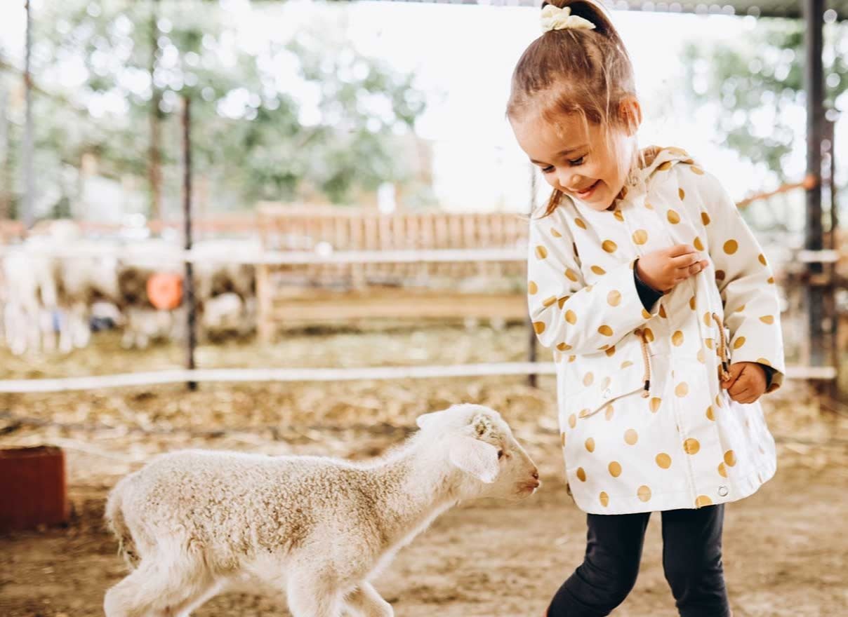 Mädchen mit Lamm in Tiergehege