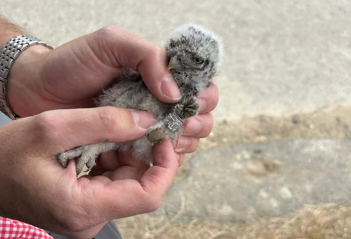 Junger Steinkauz wird beringt