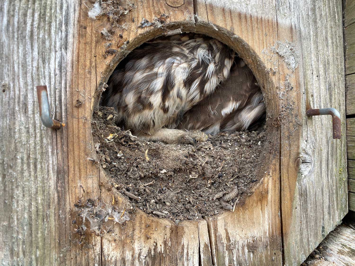 Steinkauz sitzt im Nistkasten