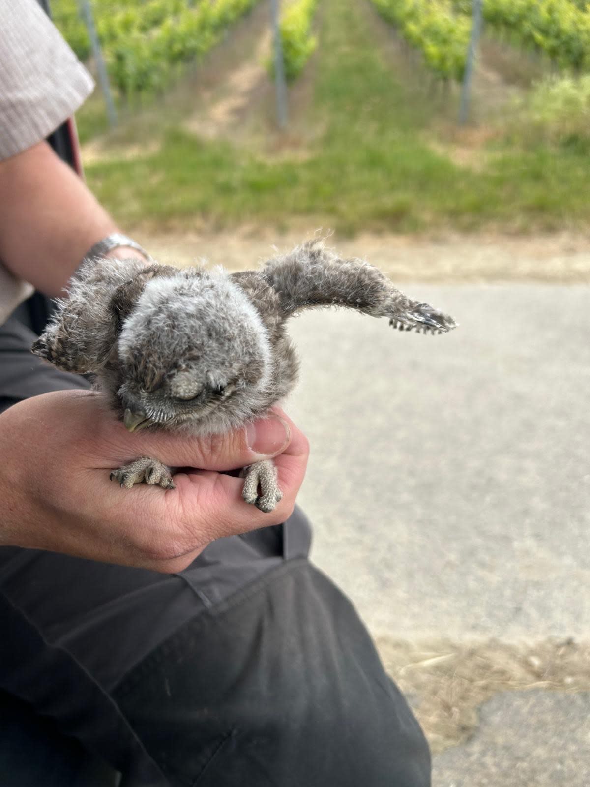 Steinkauz Jungtier sitz auf der Hand eines Nabu-Mitarbeiters