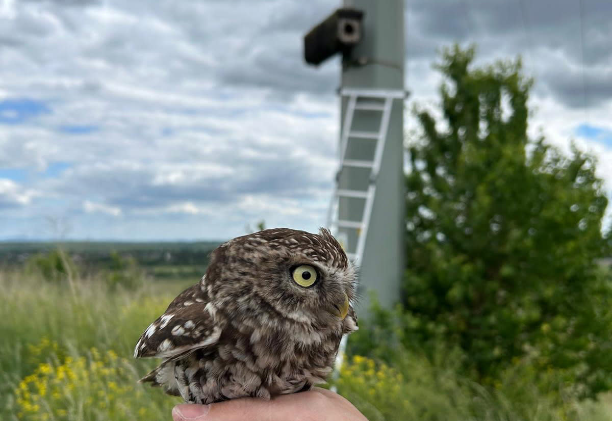 Titelbild Steinkauz auf einer Hand vor einem Brutkasten an einem Strommast im Feld