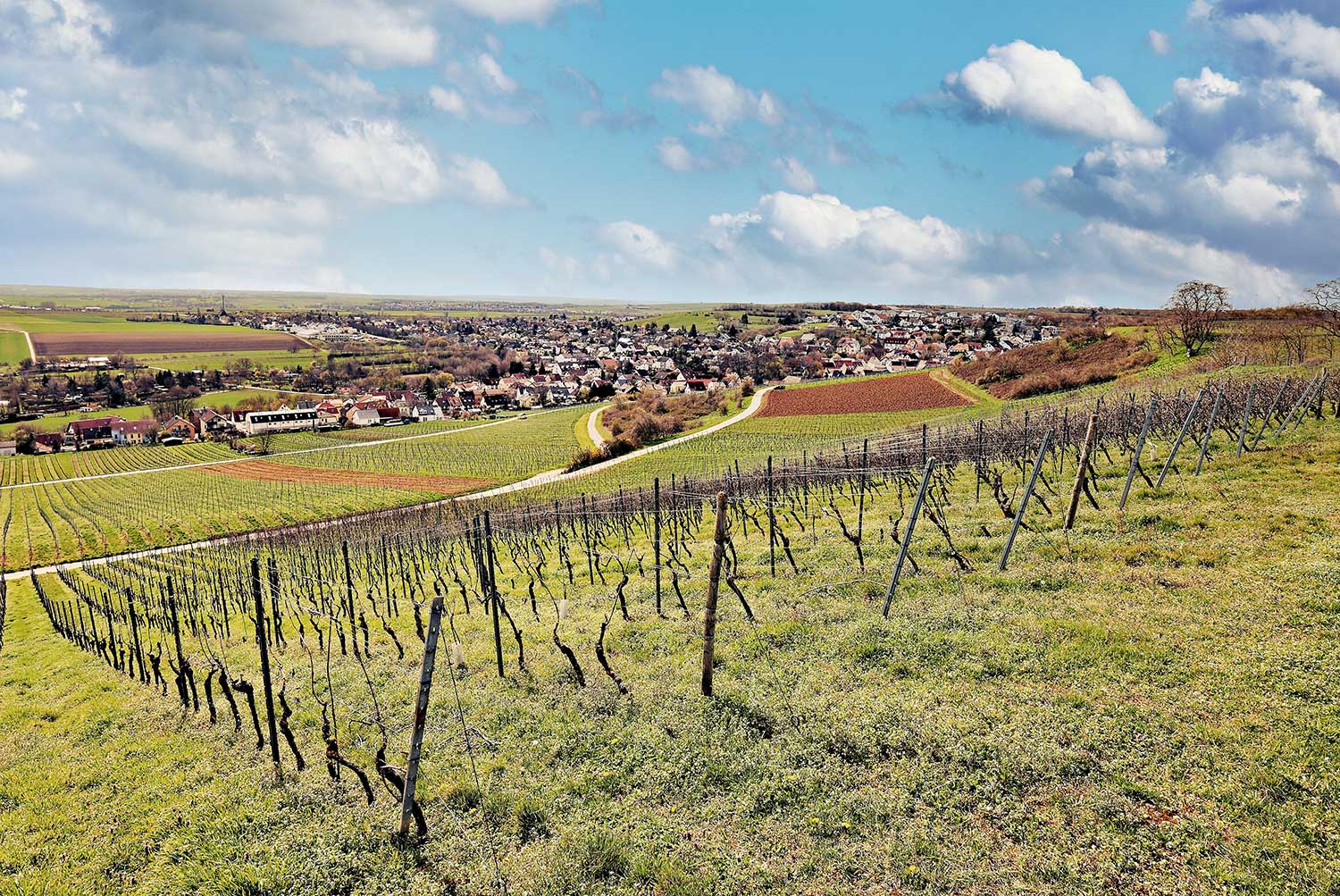 Weinberge im Vordergrund, hinten Gau-Bischofsheim
