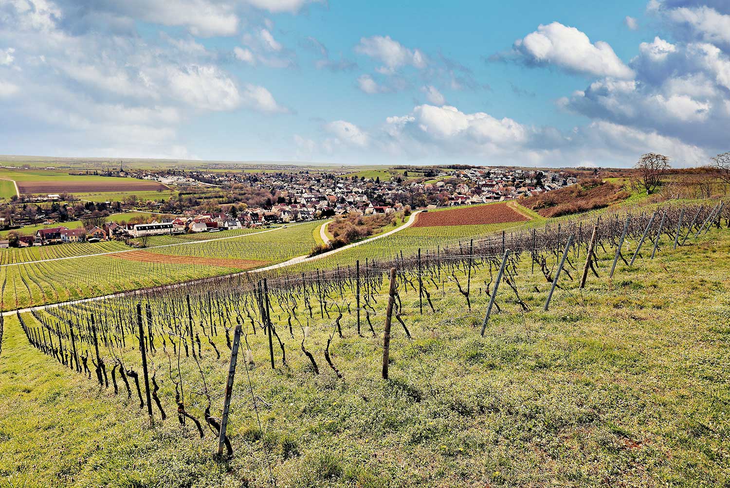 Weinberge im Vordergrund, hinten Gau-Bischofsheim