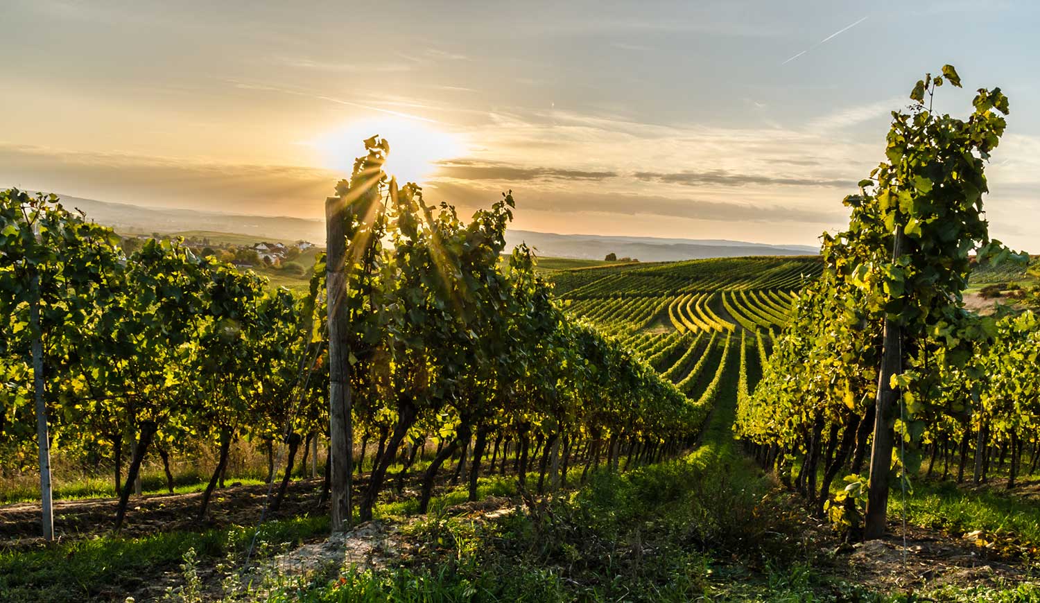 Weinberg in Rheinhessen bei Sonnenuntergang