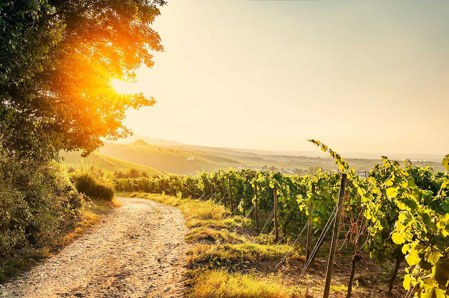 Ein Foto der Weinberge bei Sonnenuntergang
