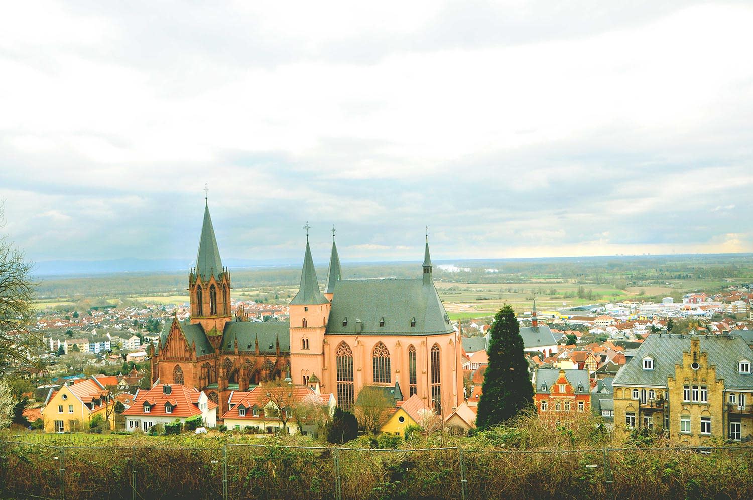 Vom Weinberg schaut man auf die Stadt Oppenheim mit seiner großen Kirche im Vordergrund