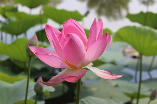 Rosa Seerose