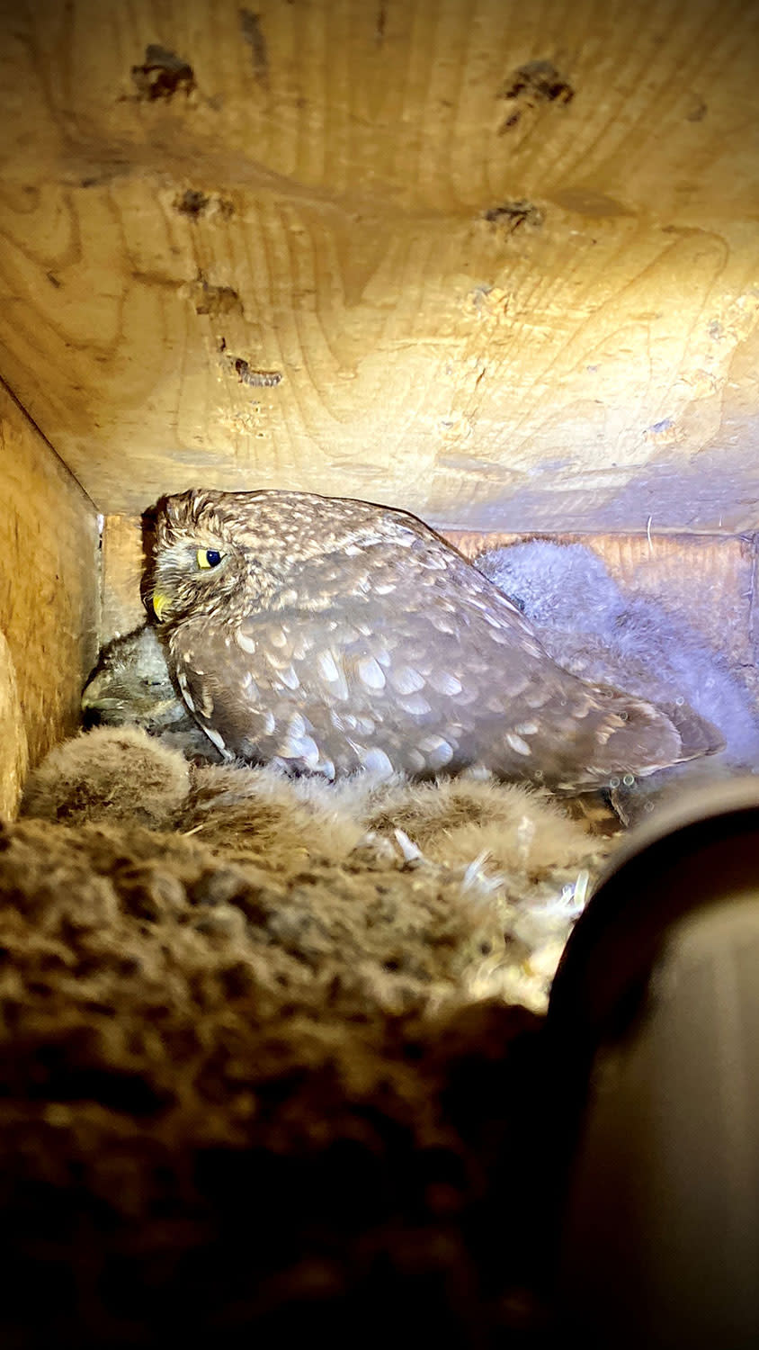 Steinkauz sitzt mit einem Jungen im Brutkasten