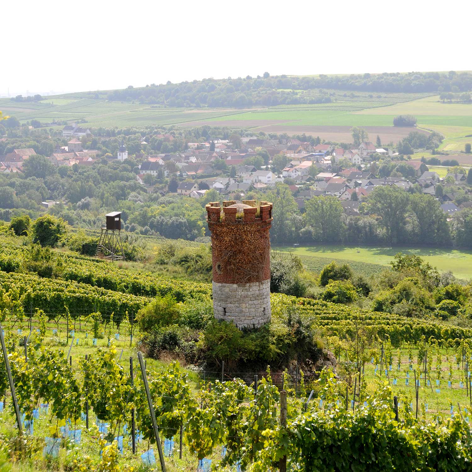 Foto von Turm in den Weinbergen in Wachenheim