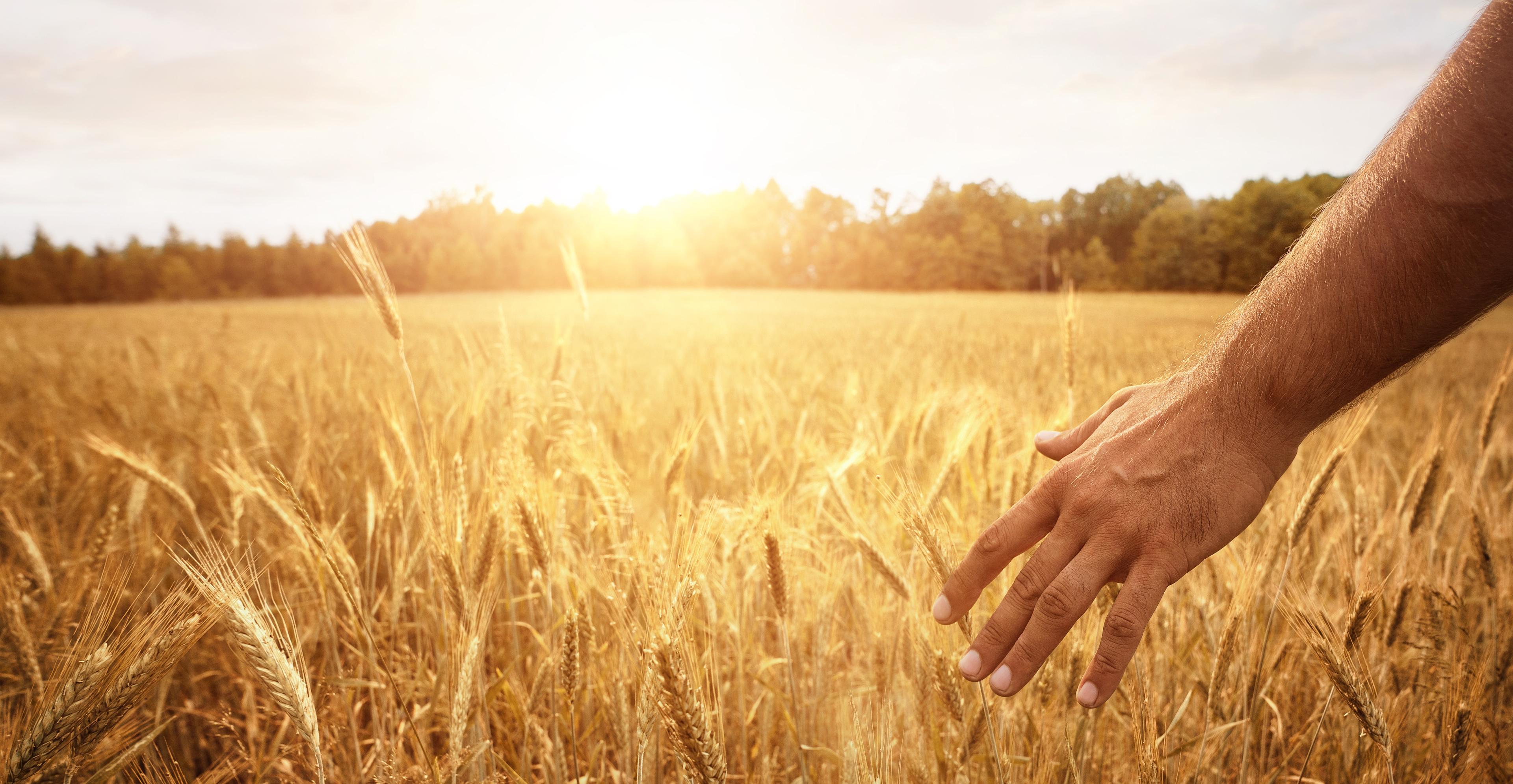 Titelbild Hand im Weizenfeld.