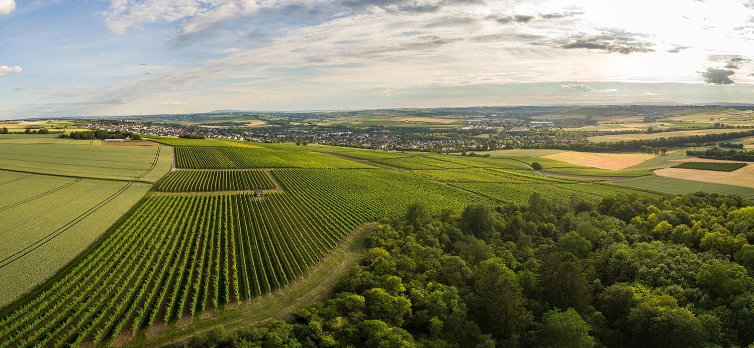 Weinberge in Rheinhessen