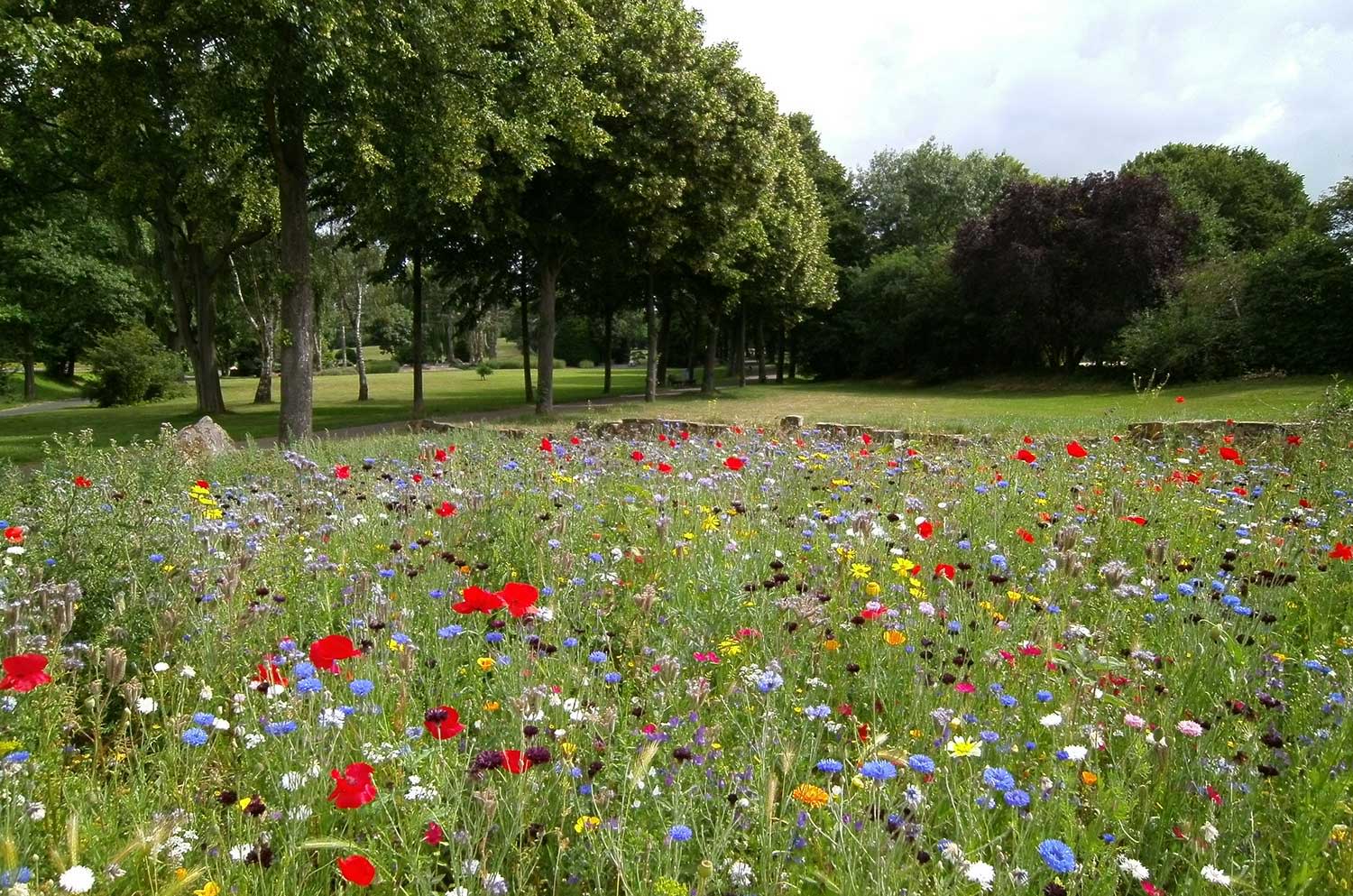 Foto einer Blumenwiese