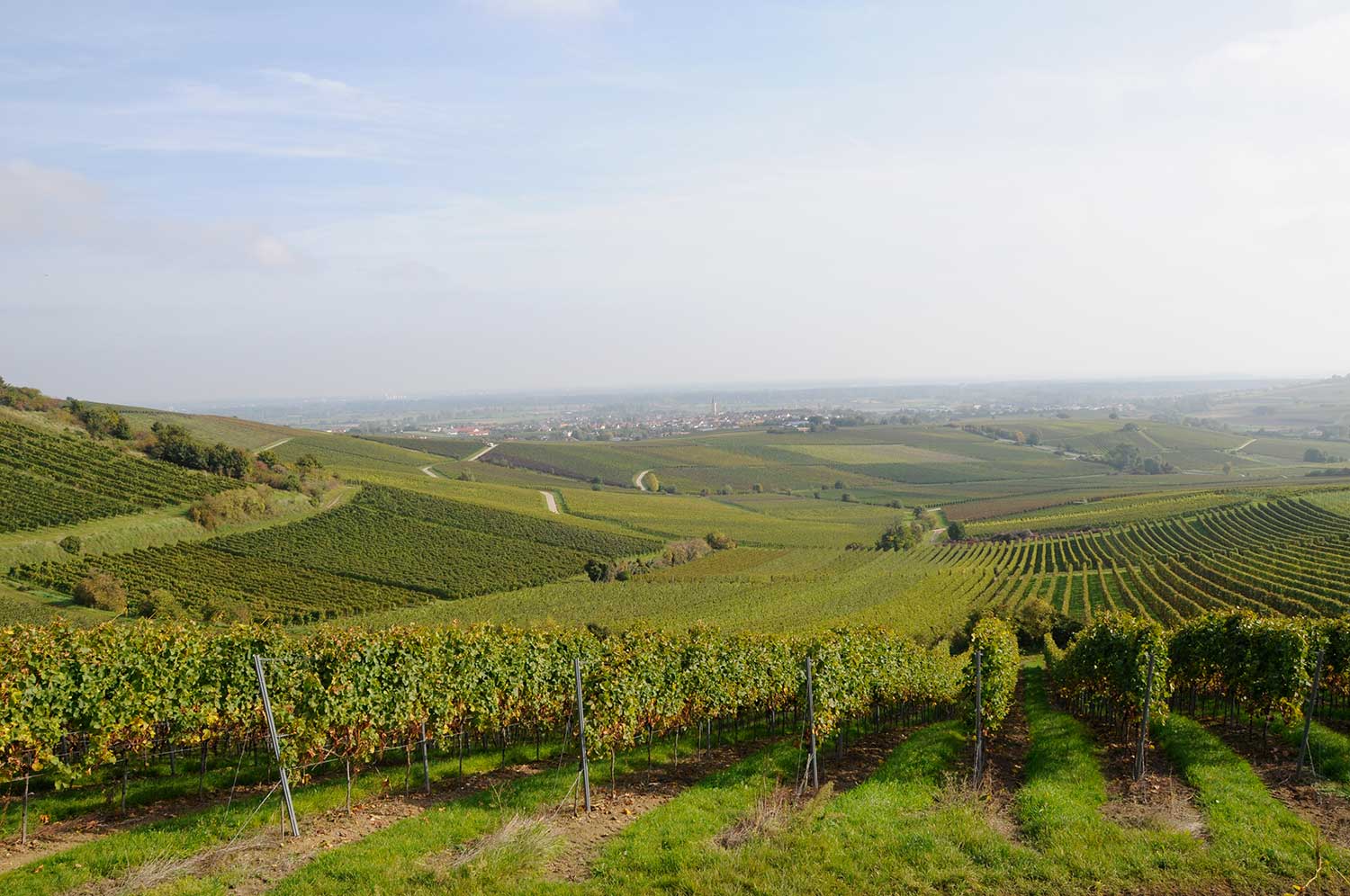 Weinberge in Rheinhessen