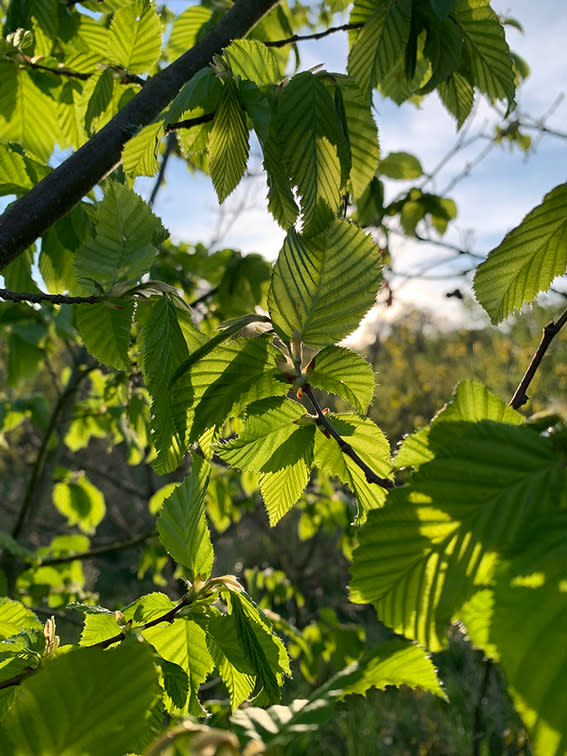 Blätter einer Buche aus dem Ober-Olmer Wald
