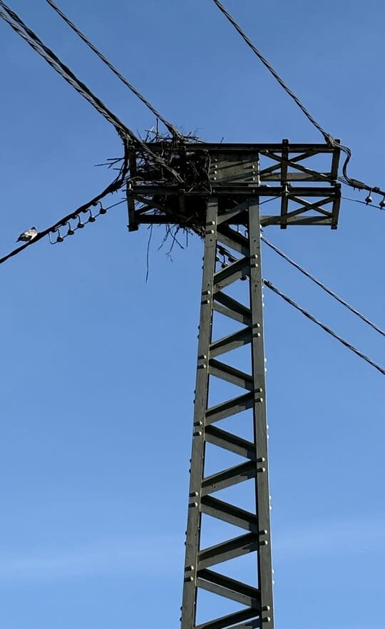 Storchennest auf einem Strommast in Horchheim. Storchennest auf einem Strommast in Horchheim.