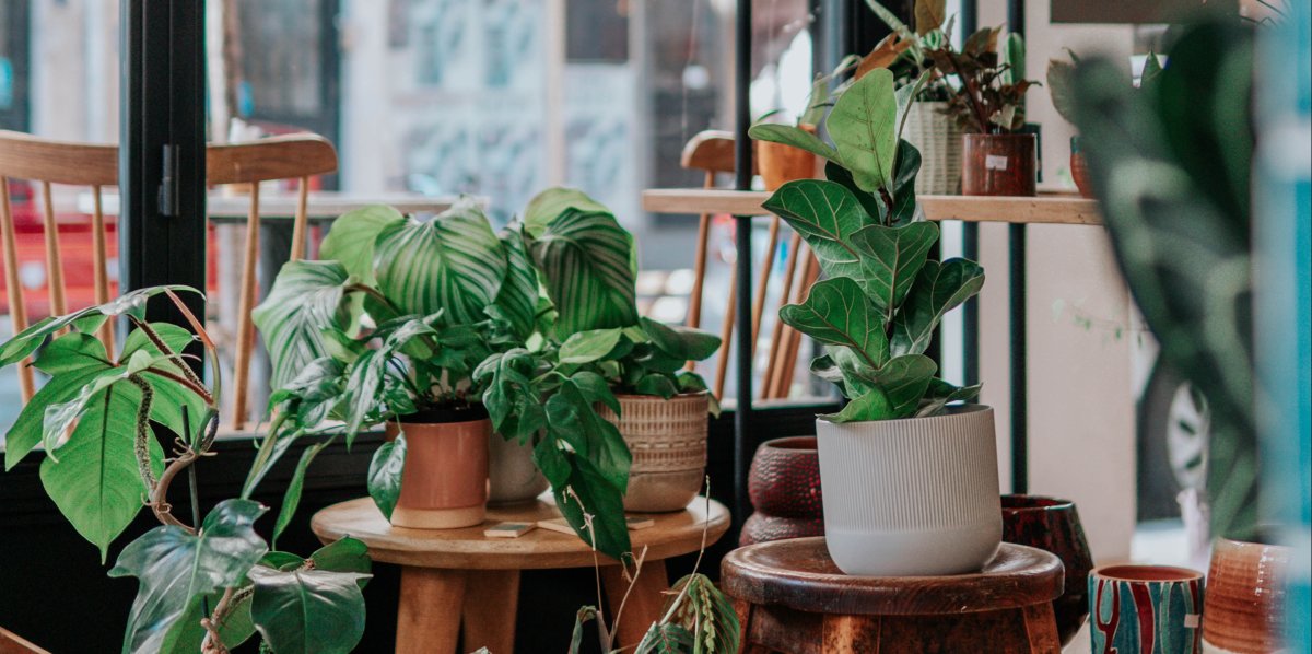 Pflanzen in Töpfen in einem Pop-Up-Store 