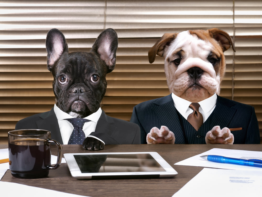 Silly dogs posing as business men.