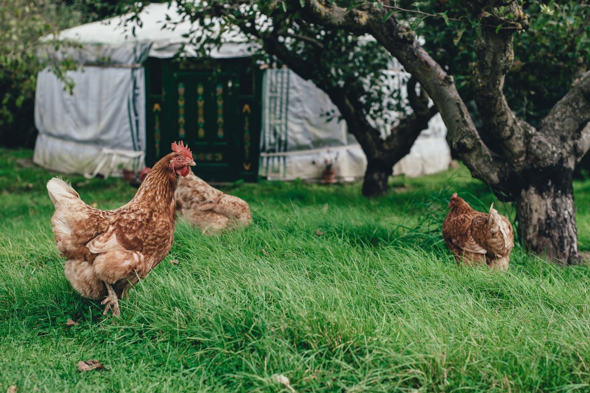 Free-range chickens