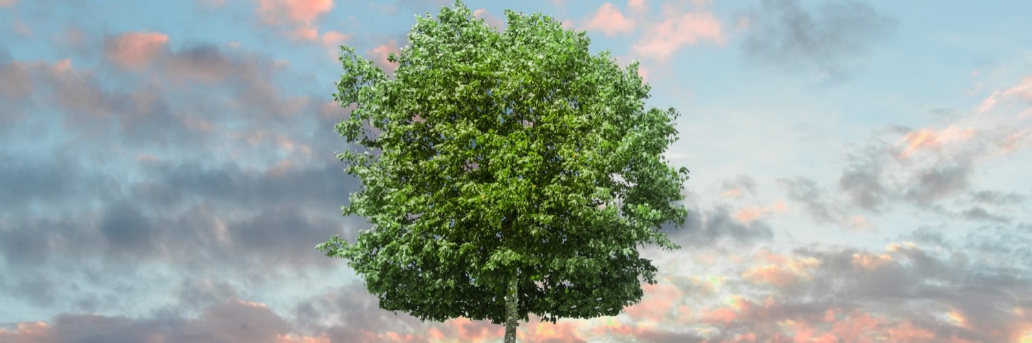 Un arbre pour la journée de l'environnement