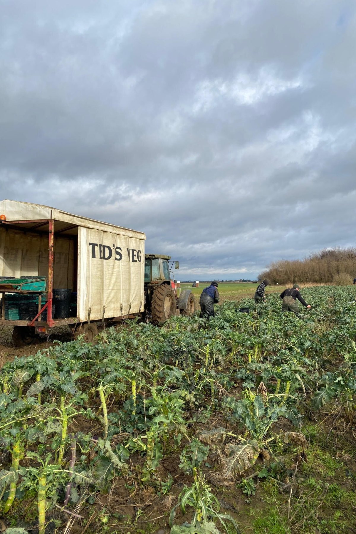 Ted's Veg