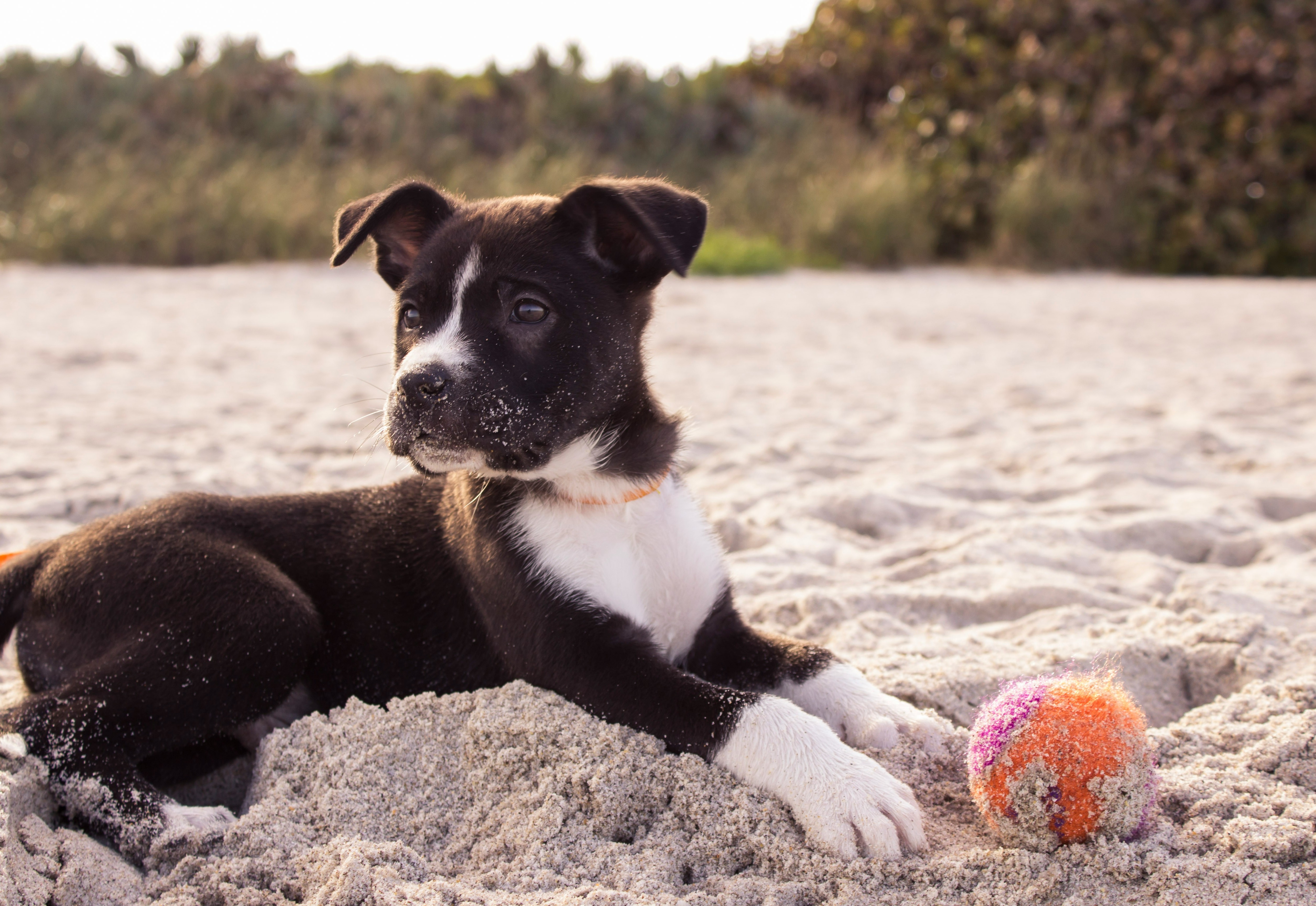 Aprire Un Allevamento Di Cani: Guida Passo Dopo Passo, image size:1200x826