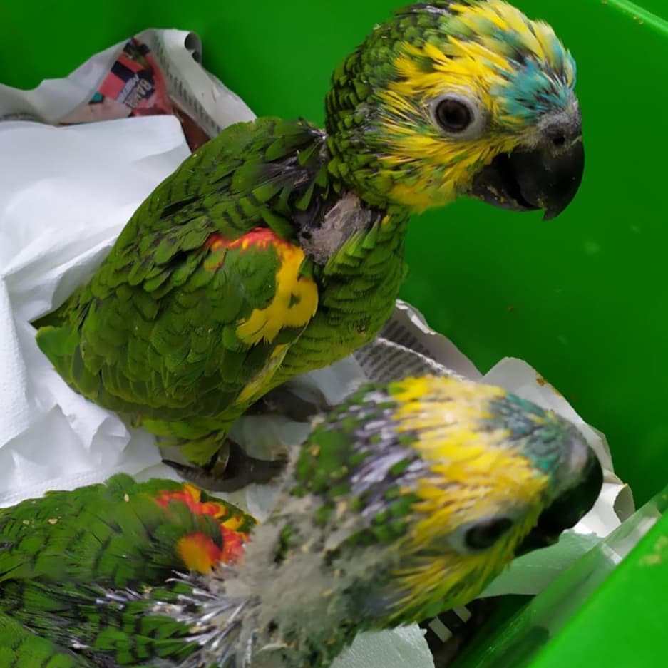 Pet parrots via SMS; how Payment Links changed this business