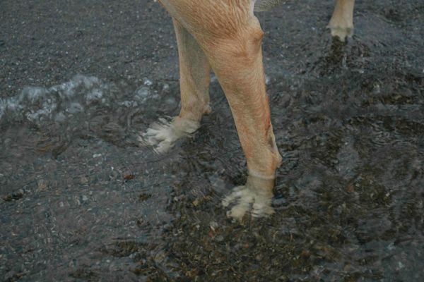 Min hund är stel på morgnarna — vad beror det på och vad kan jag göra?