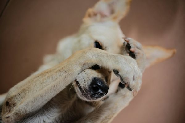 Hund kliar sig: Kan det vara maten?
