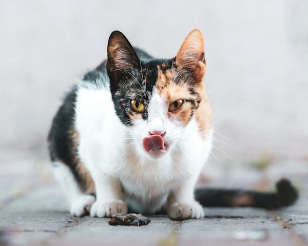 Varför fisk och musslor är en bra kost för din katt