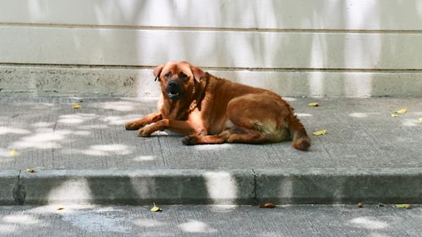 Glukosamin för hundar: Behandla artros och ledproblem pÄ ett naturligt sÀtt