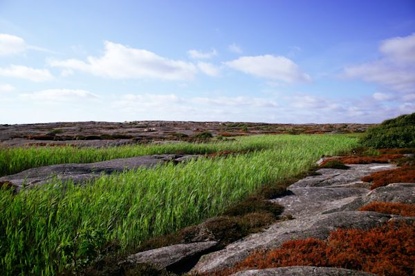 Trygghet i matskålen: Varför svenska råvaror är ett kärleksfullt val i oroliga tider