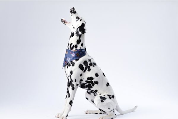 Vad Àter vÄra hundar?