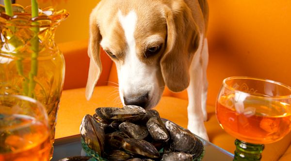 Varför hundgodis och blÄmusslor Àr en perfect match