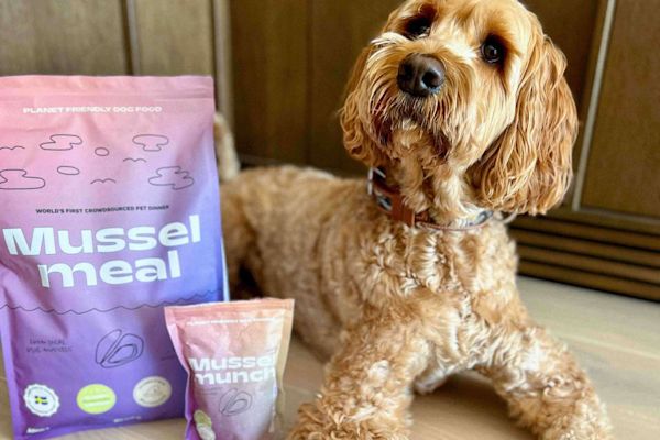 Hur ser hundar pÄ mÀnniskor?