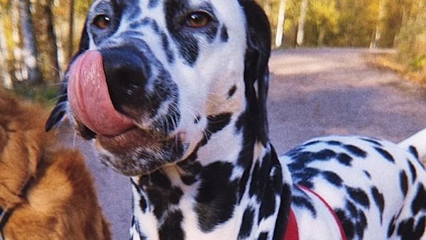 HÄllbart hundÀgande - fyra enkla sÀtt att minska klimatpÄverkan