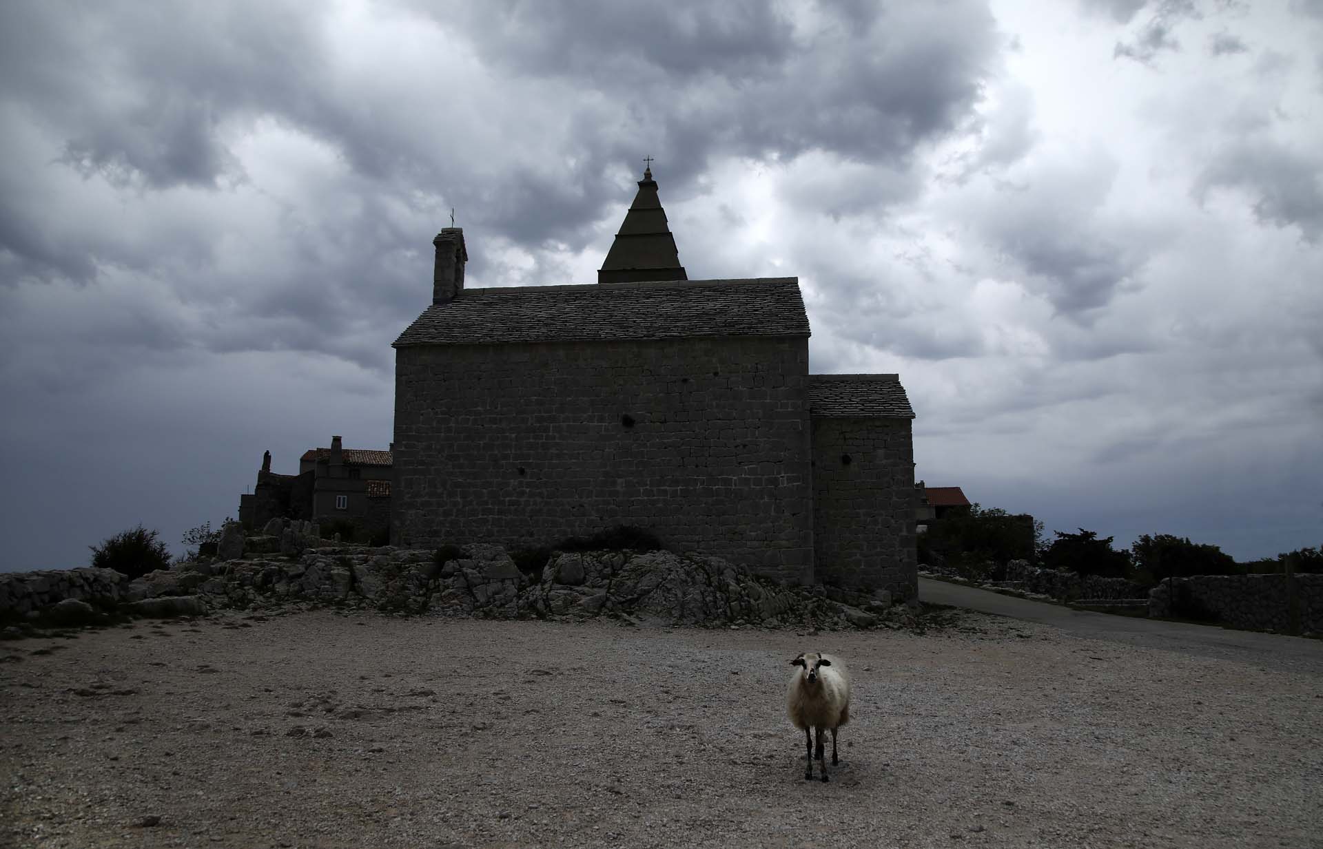 Lonely sheep