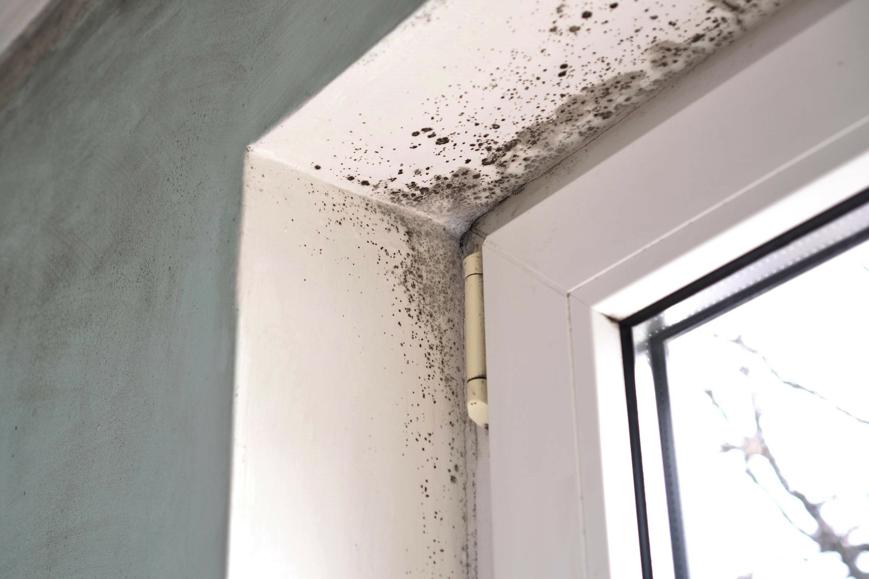 Mr. Fix It shares tips to get rid of mold 