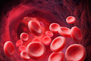 What Is The Function Of Red Blood Cells 