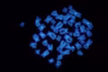 Chromosomes under fluorescent microscope.