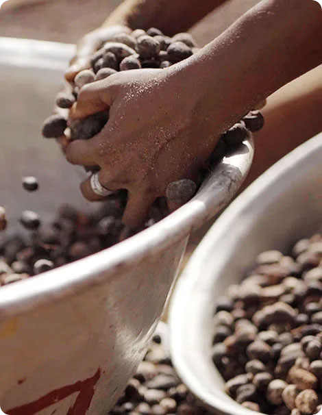 person handling shea beans