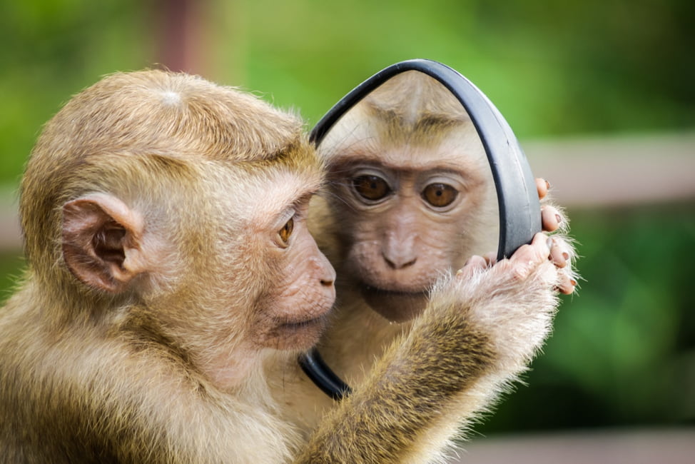 A monkey looking at its reflection