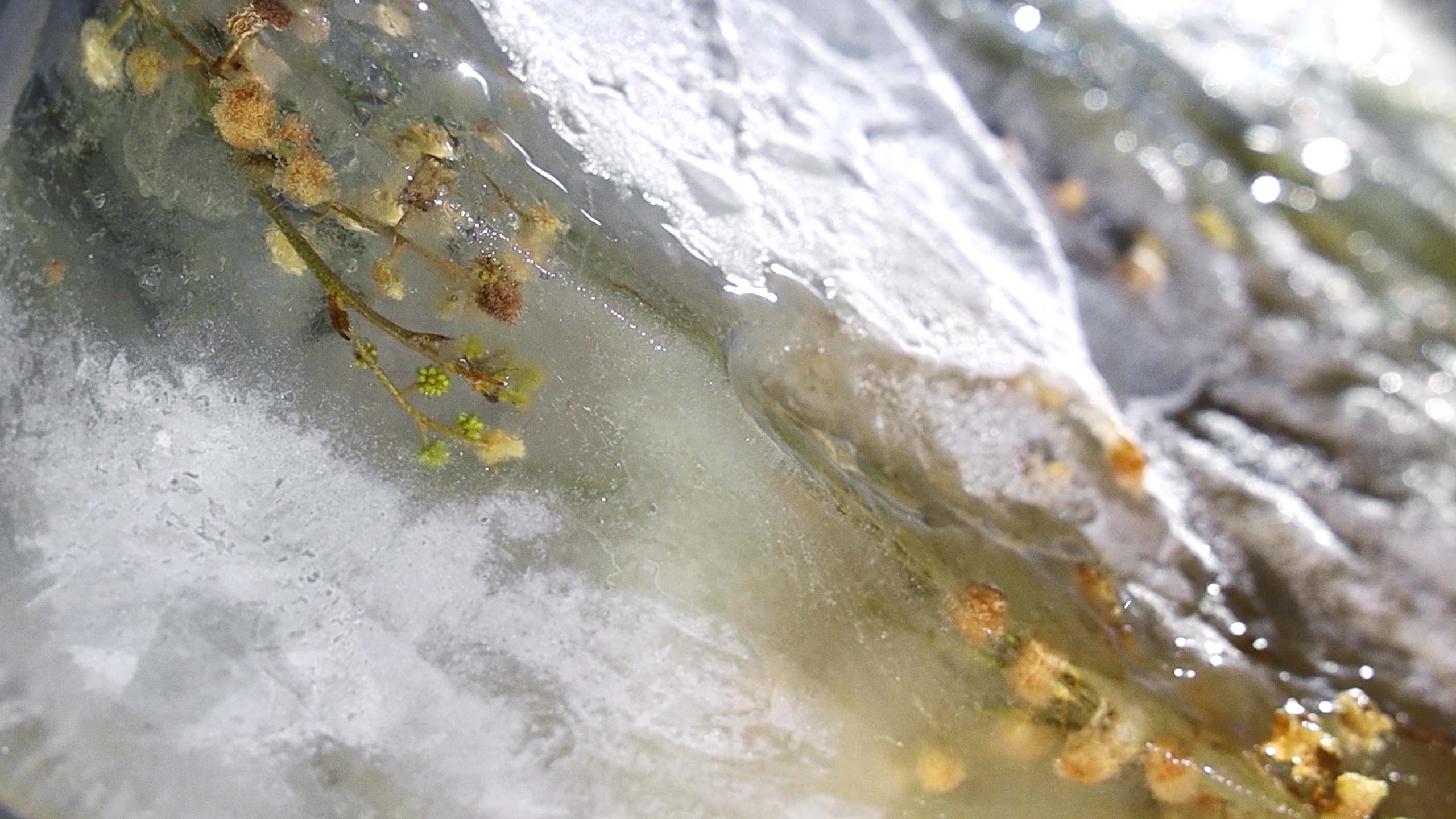 Abstract photograph of plant life frozen in ice.